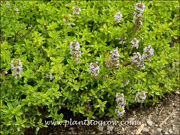 Bright lime green foliage